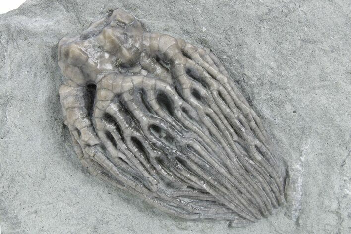 Fossil Crinoid (Cyathocrinites) - Crawfordsville, Indiana #358055